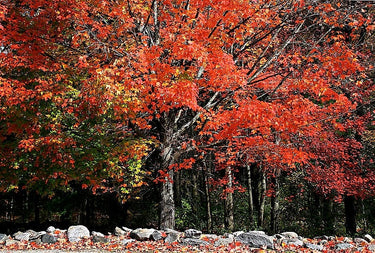 25 SUGAR MAPLE Syrup TREE Native Rock Fall Color Acer Saccharum Seeds